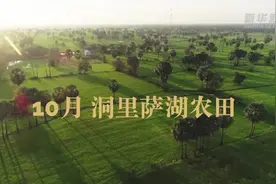 惠全球|进博会约你来中国报“稻”视频封面
