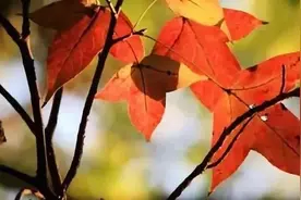 广东没有秋天？图片