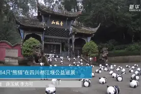 1864只“熊猫”在四川都江堰公益巡展视频封面