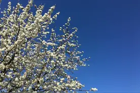 心若向阳，何惧忧伤图片