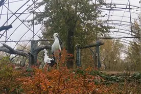 东方白鹳宁静而机警 不怕灰犀牛与黑天鹅视频封面