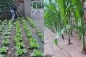 真省地！东北女子砖缝里种菜走红 一年四季不买菜图片