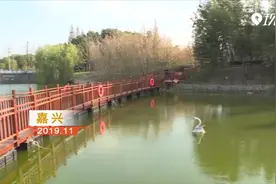 7X24全监测！“白天鹅河长”上岗啦视频封面