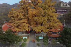 河南鲁山：深山藏古寺 千年银杏黄视频封面