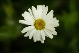 很适合发朋友圈的说说句子，句句有深意，耐人寻味图片