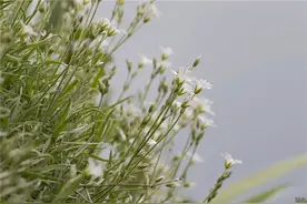 拥有一颗坚毅的心，才能让自己在人生的修行中图片