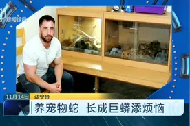 5.5米长，110公斤重！男子养宠物蛇，营养太好？长成巨蟒添烦恼视频封面