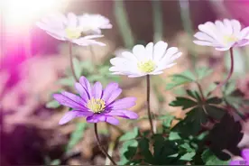净化心灵的句子，充满哲理，静下心来好好看看图片