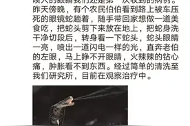 浙江大伯捡了一条被轧死的眼镜蛇回家吃剪掉蛇头却差点失明！毒蛇斩首后真的会复仇吗？图片