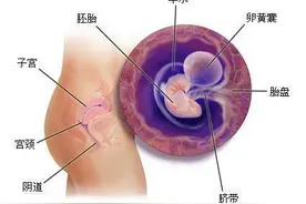 受精卵什么时候变身胎儿，早孕阶段的12周内这个时候开始称为胎儿图片