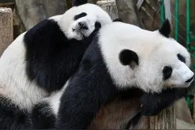 “最萌外交使者”的全球圈粉之旅视频封面