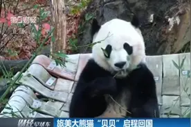 大熊猫“贝贝”结束旅美生涯，踏上回国旅程，工作人员心情复杂！视频封面