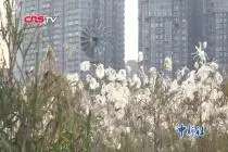 武汉汉口江滩芦荻花开 绵延十里蔚为壮观视频封面