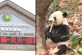 旅美大熊猫回国，饲养员：它喜欢家乡味视频封面