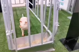 智能养猪什么体验？小猪咳嗽一声都能被AI听懂视频封面