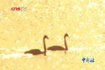 新疆玛纳斯湿地管护队为越冬天鹅备50吨“干粮”视频封面