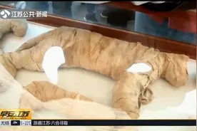埃及发现大批“猫”木乃伊，专家扫描得出新结论，不是猫是狮子？视频封面