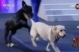 撒欢狗狗穿上工作服竟秒变安静，导盲犬就是如此专业视频封面