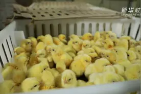 小鸡蛋孵化脱贫大产业视频封面