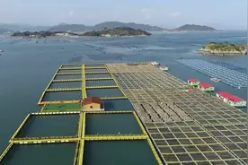 福建霞浦：海参住新“家”视频封面