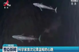 科学家首次记录蓝鲸的心跳视频封面