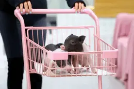 新店│“掌上明猪”、“柯基联盟”上线，萌宠喊你喝咖啡图片