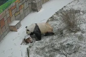 当大熊猫遇上雪人儿视频封面