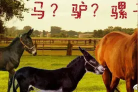 骡子分为马骡和驴骡图片