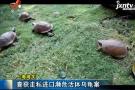 上海海关：查获走私进口濒危活体乌龟案视频封面