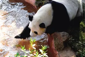 大熊猫“贡贡”在室外进食图片