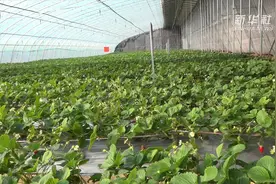 关于草莓的传言 | 草莓运输要用药品保鲜？视频封面