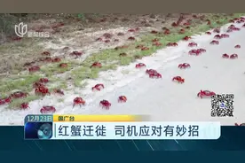 红蟹马路上“横行霸道”，澳洲司机被迫装上温柔的“扫蟹铲”！视频封面