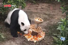 旅日“海归”大熊猫广西庆生 “涮火锅”“吃麻辣烫”引围观视频封面