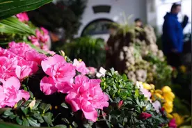 中山公园唐花坞 千盆鲜花盛开就等你来视频封面