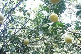 广东清远：蒲芦洲的柚子熟了视频封面