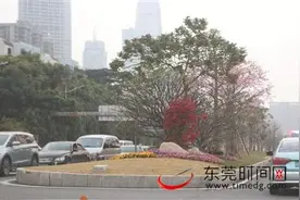 花开莞邑十里迎宾 东莞大道八景朝晖图片