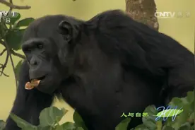 人与自然：为了吃也是拼了！黑猩猩组团穿越狮子地盘，只为无花果视频封面