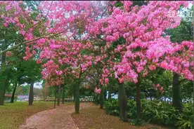 冬日暖阳 花城花开视频封面