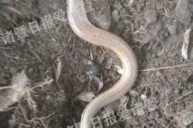 挖出个怪物！浙江男子挖笋，一锄头下去惊呆！到底是啥……图片