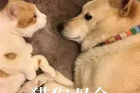 2019年度热词 |“猫狗双全”是你吗？图片