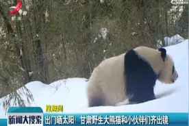 出门嗮太阳！甘肃野生大熊猫和小伙伴们齐出镜视频封面