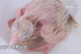 加油向未来：21天无壳小鸡孵化记来了！专家手把手教你无壳孵化视频封面