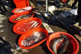 不良商贩往水里加柴油，快死的鱼又活蹦乱跳图片