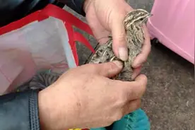 回家路｜大爷养鹌鹑解闷，看工地年赚3万视频封面
