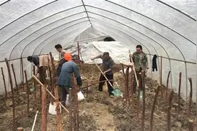 郭塘村刺根嫁接打造月季花基地图片