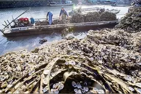 宁波人喜爱的牡蛎又肥了！这些做法，你最中意哪个？图片