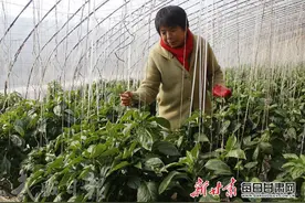 凉州区高坝镇蜻蜓村4组村民徐桂花在采摘彩椒图片