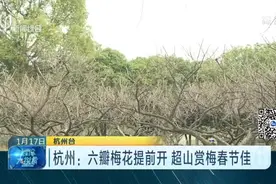 杭州六瓣梅花提前开，超山赏梅春节佳，快去看看大饱眼福感受幽香视频封面