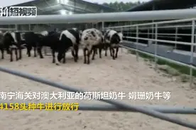 隔离检疫45天 4158头澳洲种牛顺利“出关”前往全国各地视频封面