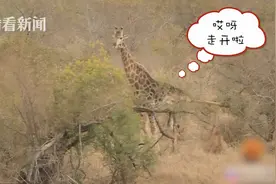 霸气扫堂腿！8头母狮轮番骚扰 淡定长颈鹿一脚踢开图片